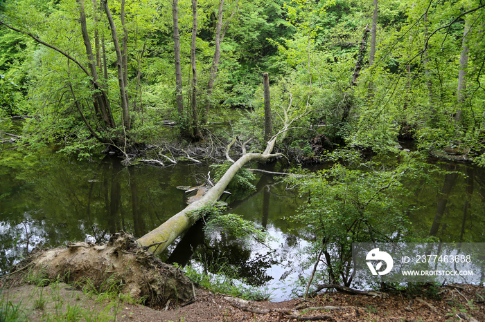 river in the woods with fallen tree