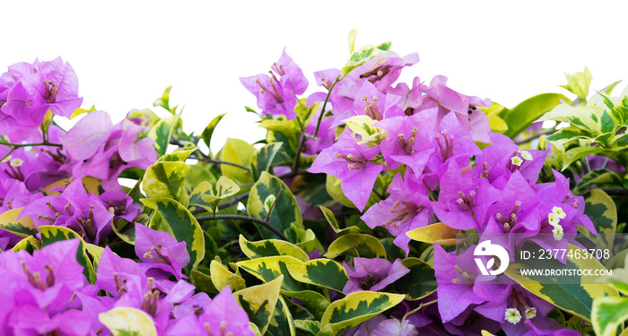 Bouquet of pink flower frames. Garden flower arrangements