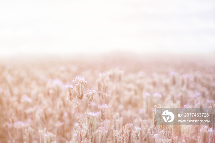 A field of beautiful purple flowers. Sunny day, romantic mood. Copy space