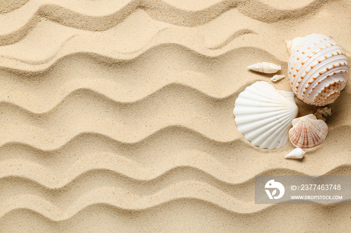 Different sea shells on beach sand