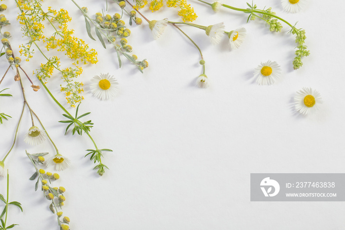 wildflowers on white paper background