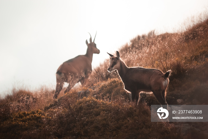 beautiful view of a chamois with a young who stands on a mountain range in the Low Tatras during a warm summer day, Low Tatras, Slovakia