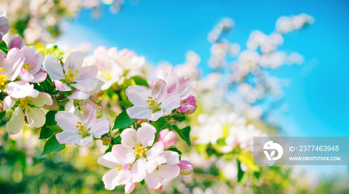 Bright beautiful spring image of a branch of a blossoming apple tree with large flowers of white-pink color in nature.