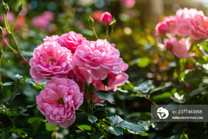 Beautiful pink rose on the rose garden in summer in a garden.