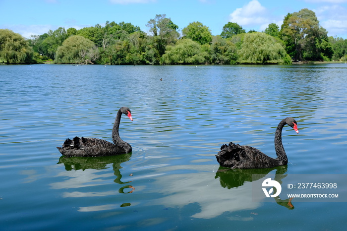 New Zealand Auckland - Two black swans (Cygnus atratus) in Western Springs Lakeside Park