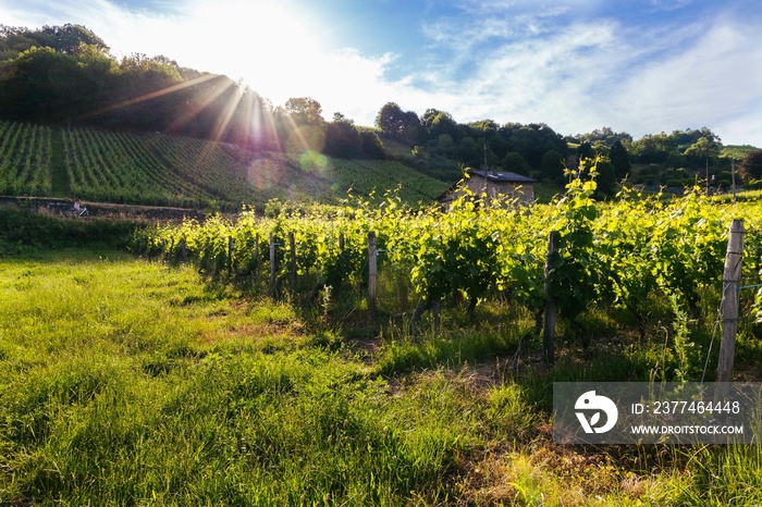 Les vignes du lac St-André en Savoie