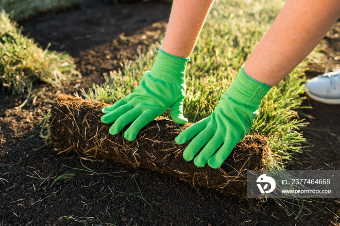 Close up woman laying sod for new garden lawn - turf laying concept