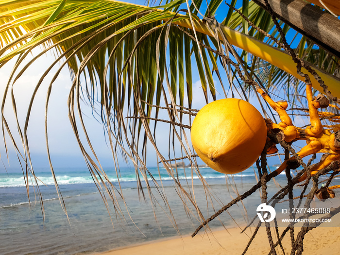 Macro image of ripe yellow coconut hanging on hte palm tree against ocean beach