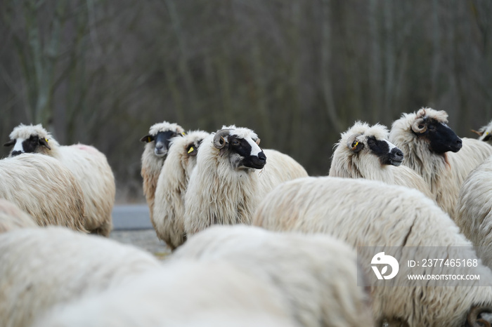 The flock of sheep on the beautiful mountain meadow. Scenic landscape background on mountainous terrain. flock of sheep.