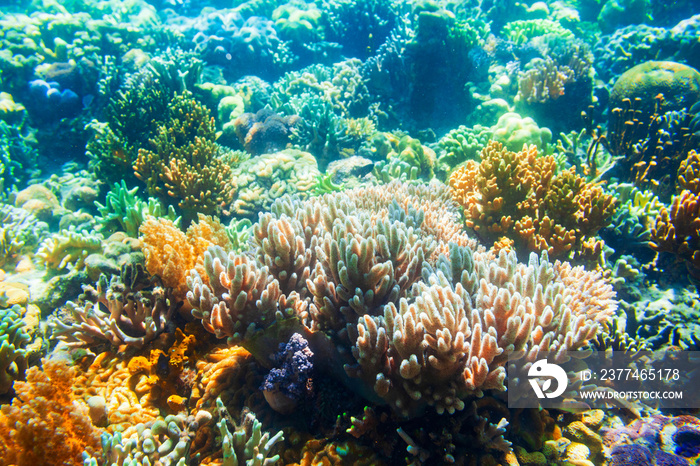 Underwater coral reef tropical landscape