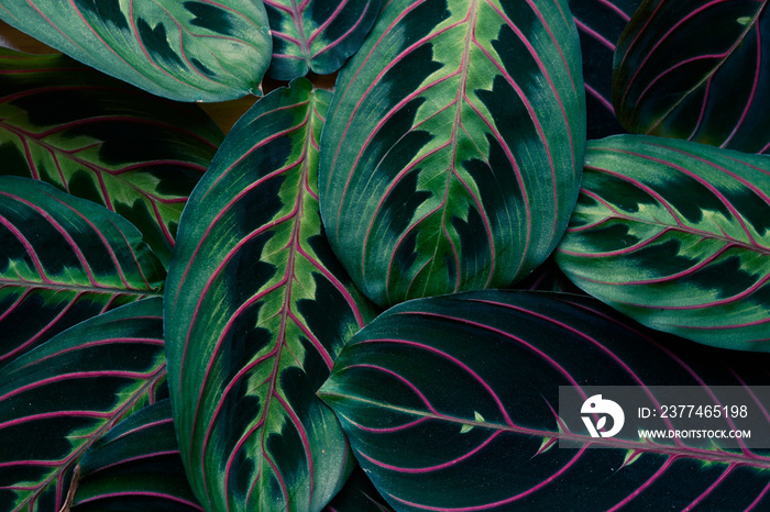 Leaves of a Maranta (Prayer) Plant. Macro image. Background resource.