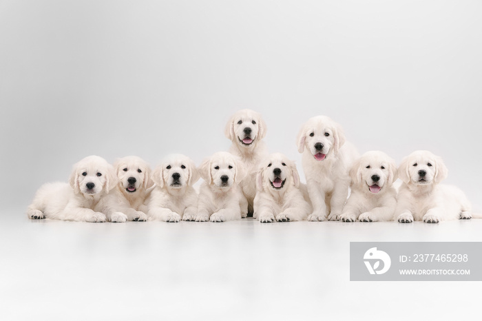 Big family. English cream golden retrievers posing. Cute playful doggies or purebred pets looks cute isolated on white background. Concept of motion, action, movement, dogs and pets love. Copyspace.