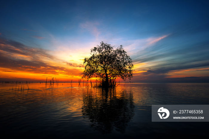 Tree by the sea with the beautiful morning sun.