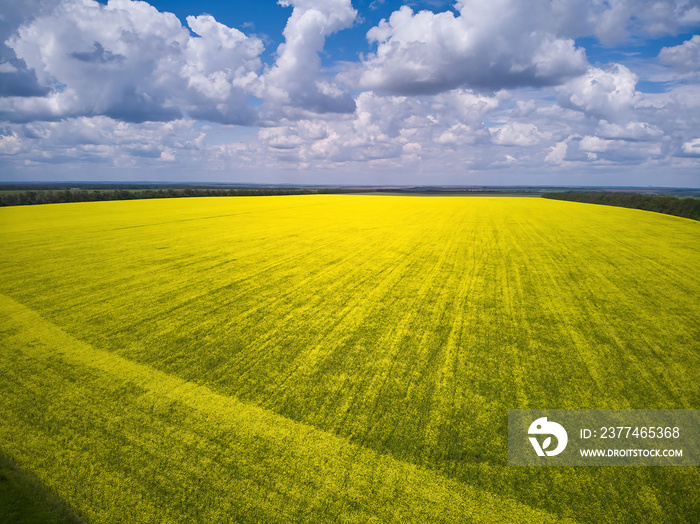 Aerial shot of beautiful cultivated landscape with rapeseed, wheat and corn crop fields