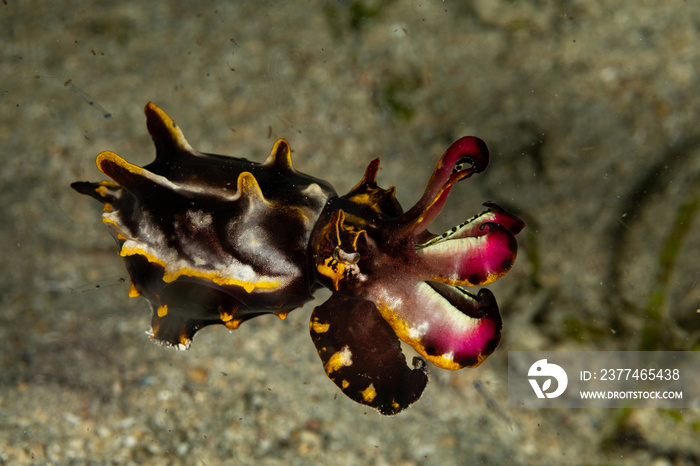 Flamboyant Cuttlefish, Metasepia pfefferi, is a species of cuttlefish occurring in tropical Indo-Pacific waters