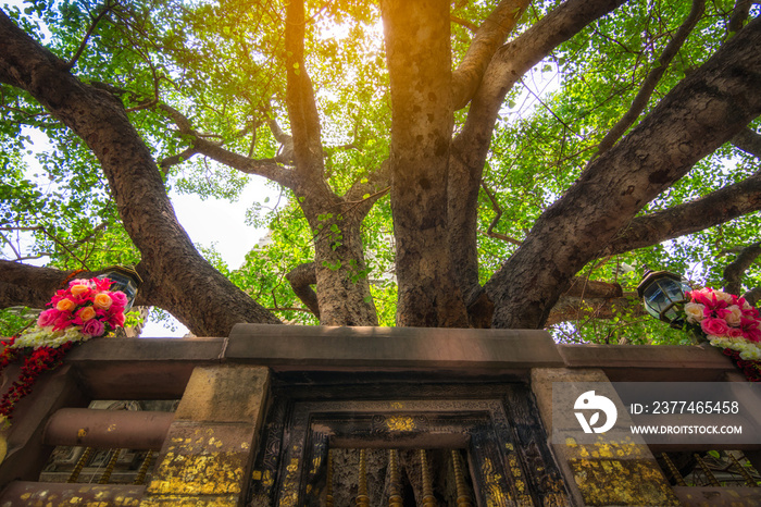 Bodh Gaya is the place where Gautama Buddha is said to have obtained Enlightenment.