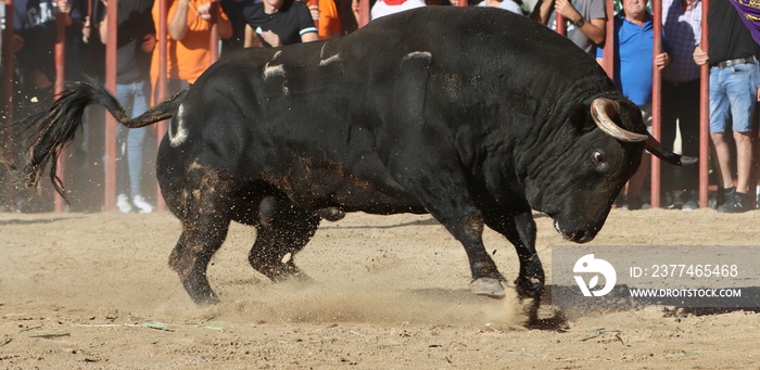 bull in the bullring in spain