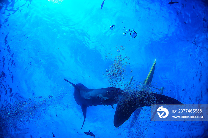 snorkeling whale shark / Philippines, diving with sharks, underwater scene