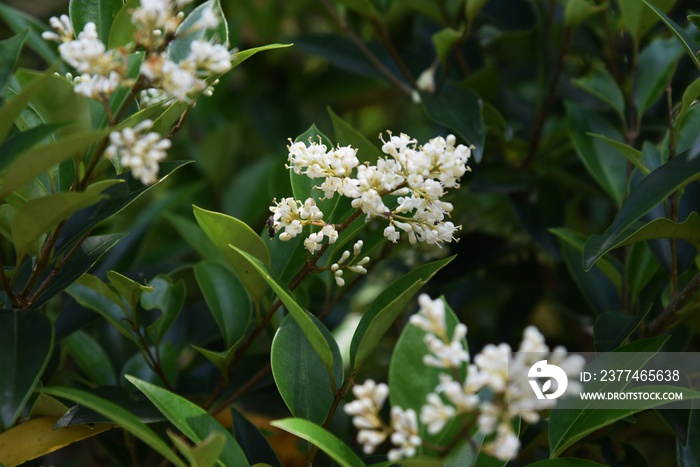 Ligustrum japonicum / Japanese privet