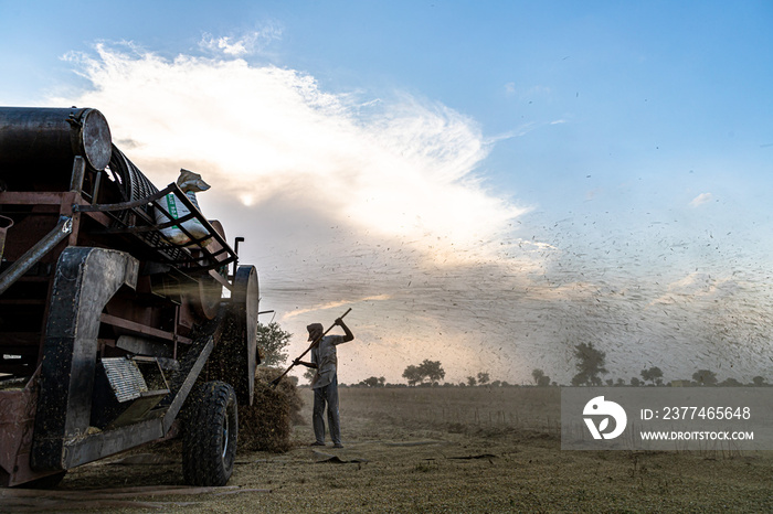 indian farmer harvesting crop in thrashing machine.