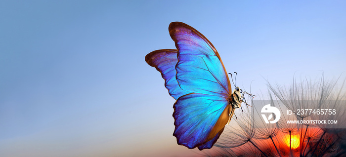 Natural pastel background. Blue morpho butterfly and dandelion. Seeds of a dandelion flower on a background of sunrise. Copy spaces.