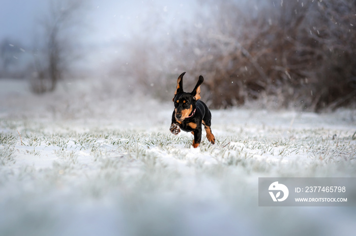 dachshund puppy magical winter photo beautiful light lovely dog ​​portrait