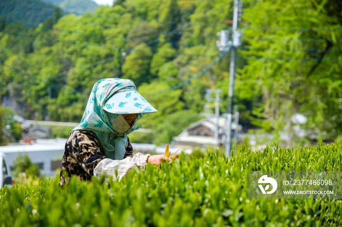 新茶の収穫風景　手摘み　手作業　一番茶　茶畑　春　京都府和束町
