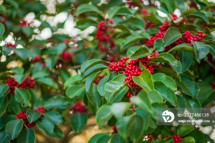 Nandina domestica, heavenly bamboo or  Nanten .