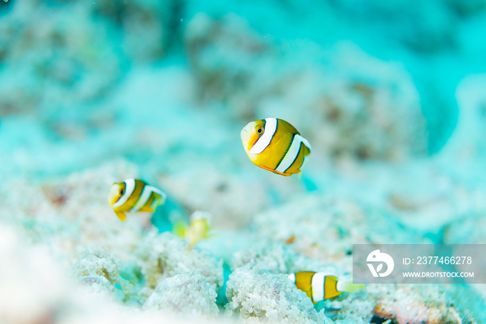 The School of juvenile anemonefish