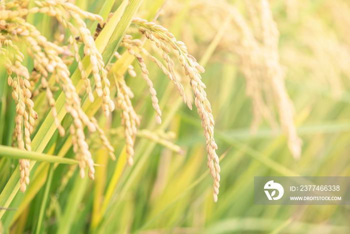 Yellow paddy field swaying over sunset day time in Asia. Raw short grain rice crop stalk, ears detals, organic agriculture farming concept, close up.