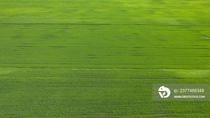 The Paddy Rice Fields of Kedah and Perlis, Malaysia