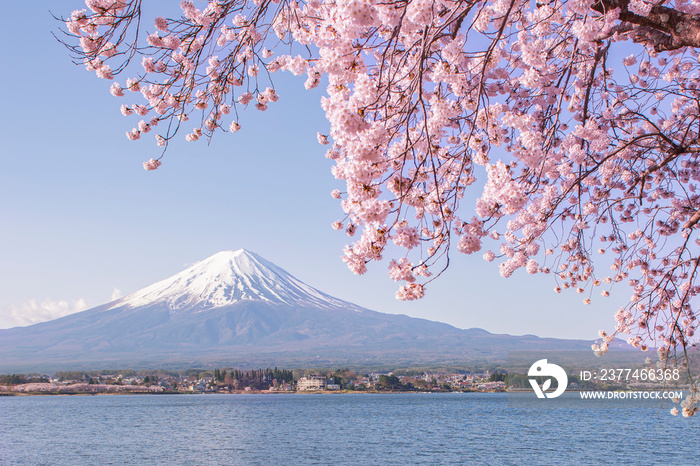 Fuji mountain and Pink Cherry Blossom in Spring at Lake Kawaguchiko, Japan