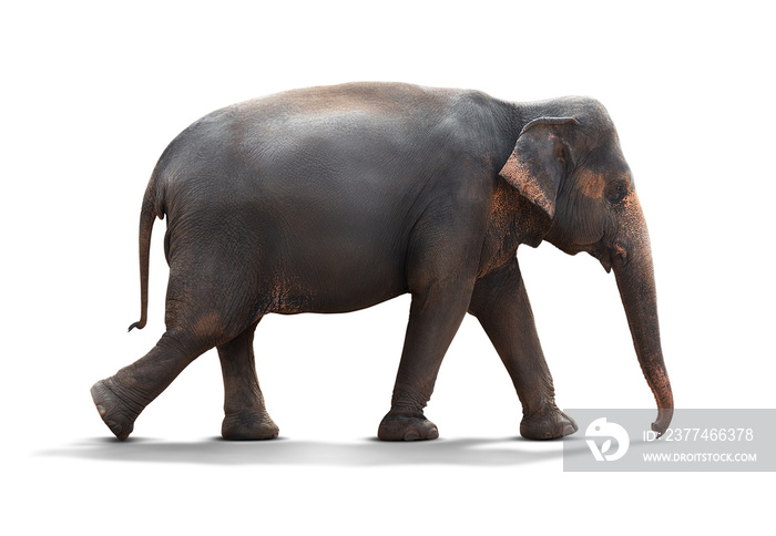 Young elephant walking on the ground isolated on white background with clipping path