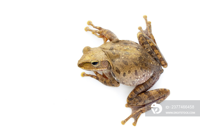 Image of Frog, Polypedates leucomystax,polypedates maculatus on a white background.  Reptile. Animal.