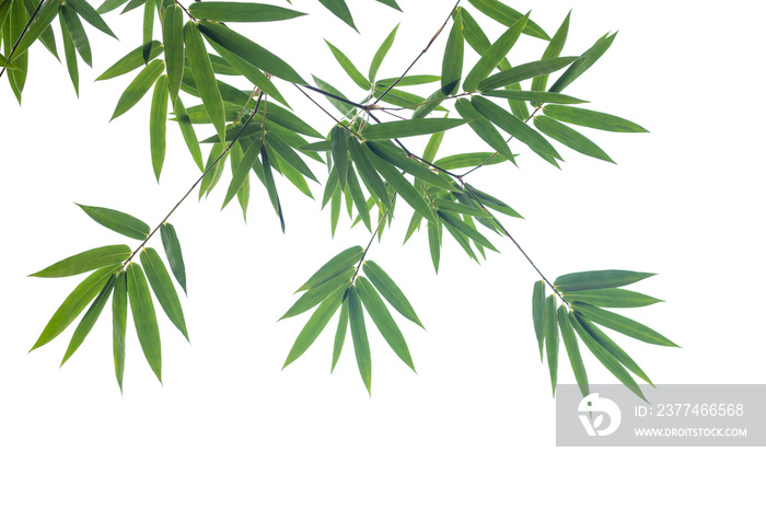 Green bamboo leaves on isolated transparent background.