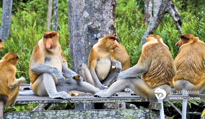 Nosed monkeys in the jungles of Borneo (Kalimantan)
