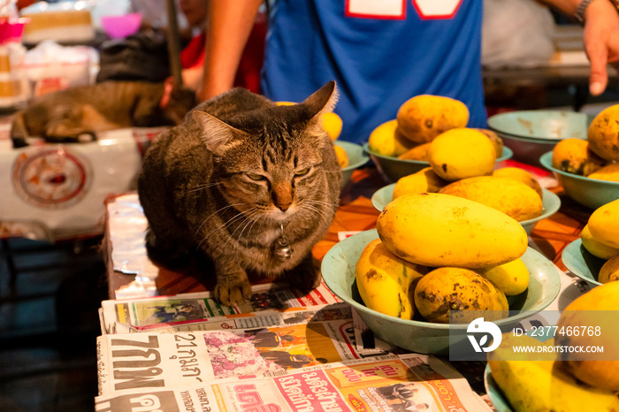 The cat sits on the table near the plates with mangoes