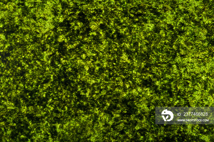 Closeup sheet of dried crispy green seaweed texture. Detail  green alga , Piece of Crispy seaweed Asian food background or abstract texture.Top view image.