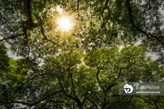 View from below of Crown shyness trees pattern in rain forest .of southern  of Thailand.