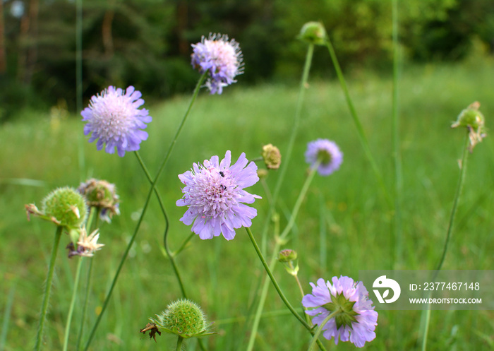 In nature, Knautia arvensis grows among grasses