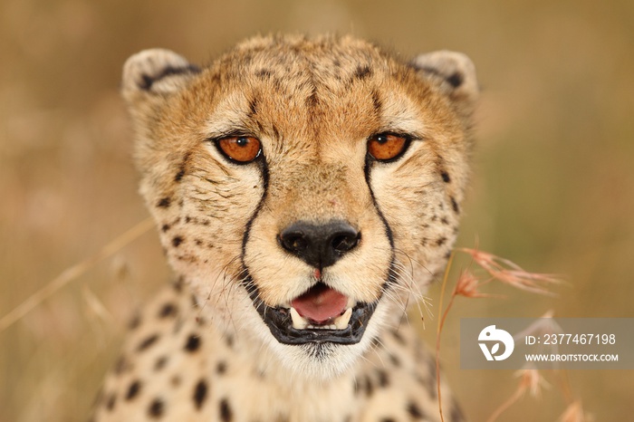 Selective focus shot of a beautiful African leopard on the grass covered fields