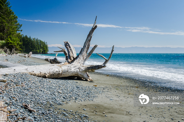 Driftwood on a Deserted Pebble Beach under Blue Sky. Vancouver Island, BC, Canada.