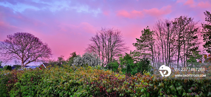 Beautiful purple and pink morning sky over village gardens with trees and bushes in spring season