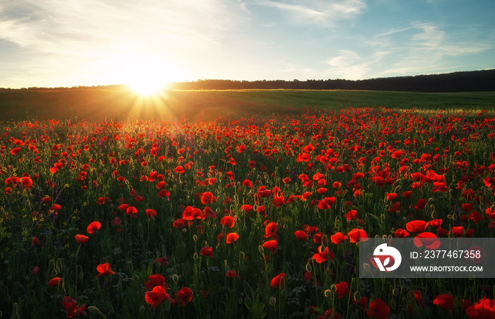 Field with red poppies, colorful flowers against the sunset sky