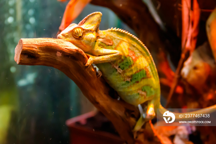 Green chameleon reptile sitting inside of terrarium