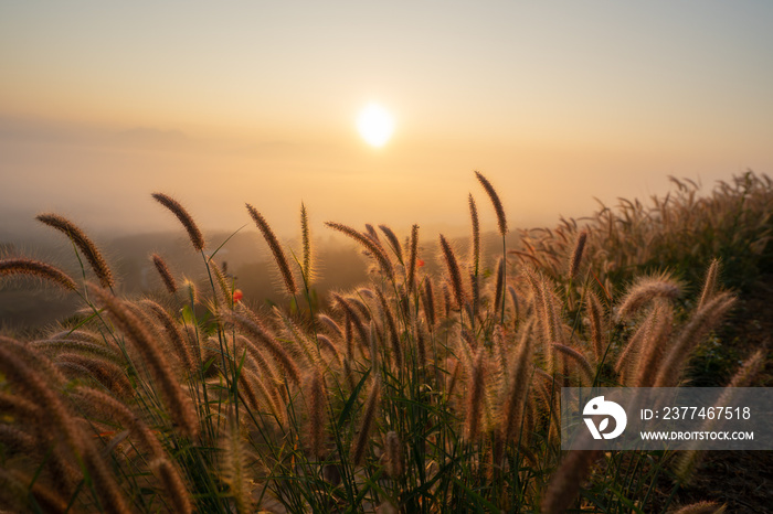 Close-up of beautiful long golden grass flowers in a green grass field along the rural hills with blurred distant mountain scenery and soft golden sky in the background on a quiet sunset or sunrise.