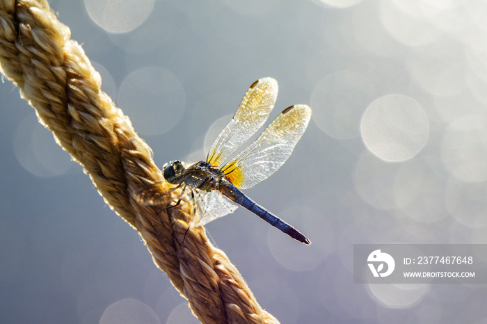 A male blue dasher dragonfly rests lightly on a rope.  Lake water blurred out in the background with bokeh.