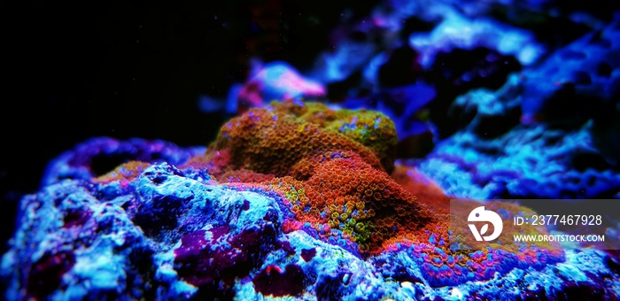 Rainbow montipora sps coral in aquarium