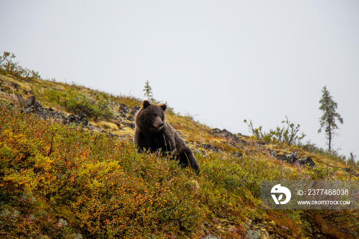 Grizzly bear at the Top of the world Highway, Dawson City - Alaska border, Yukon, Canada