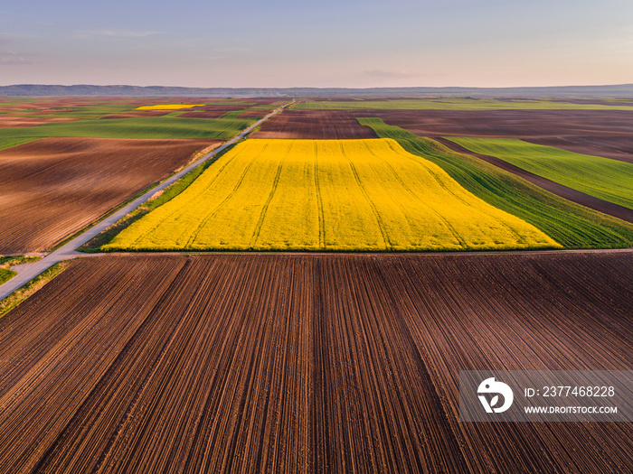 Aerial shot of canola, rape seed from a drone. Beautiful agricultural landscape.